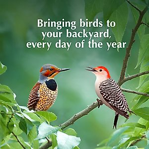 C&S Wild Bird Nugget Bird Feeder, 11.25-in
