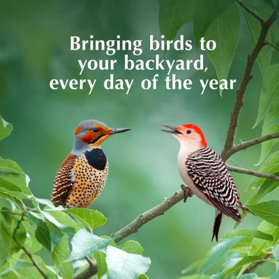 Show full view: C&S Wild Bird Nugget Bird Feeder, 11.25-in slide 7 of 13