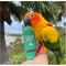 Show in main carousel: Hemp Well Calm Bird Oil Supplement, 2-fl oz bottle slide 4 of 8