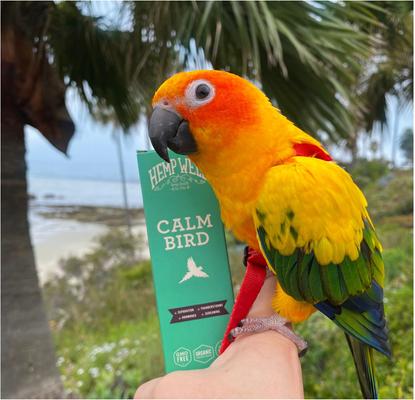 Show full view: Hemp Well Calm Bird Oil Supplement, 2-fl oz bottle slide 4 of 8