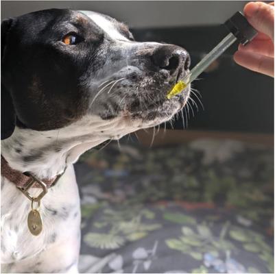 Show full view: Hemp Well Hemp Thrive Liquid Cat & Dog Supplement, 2-fl oz bottle slide 10 of 11