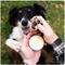 Show in main carousel: Hemp Well Cat & Dog Skin, Nose & Paw Hemp Balm, 2-fl oz tin slide 4 of 9