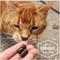 Show in main carousel: Hemp Well Thrive Skin & Coat Soft Chew Supplement for Cats, 60 count slide 5 of 10