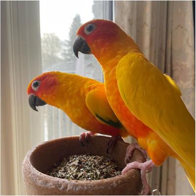 Show full view: Hemp Well Bird Hemp Hearts Bird Supplement, 1-lb bag slide 4 of 8