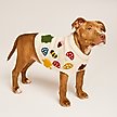 Show in main carousel: Found My Animal Fall Leaves Dog Sweater, X-Large slide 1 of 8