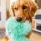 Show in main carousel: West Paw Bjorn Rowdies Durable Squeaky Plush Dog Toy, Seafoam slide 4 of 10
