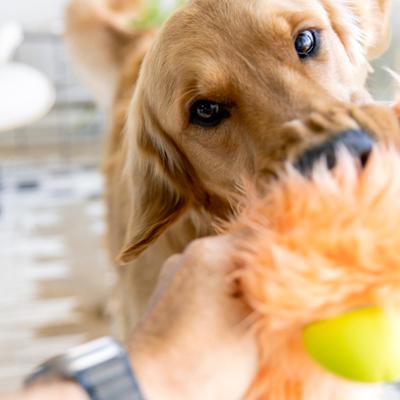 Show full view: West Paw Olaf Rowdies Durable Squeaky Plush Dog Toy, Melon slide 3 of 9