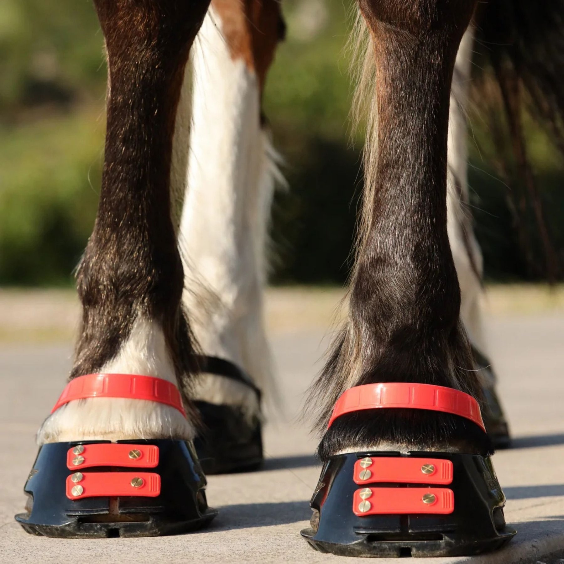 Scootboot Pastern Strap, Hibiscus, Small, 4 count
