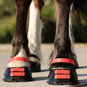 Scoot Boot Pastern Strap, Hibiscus, Medium, 4 count