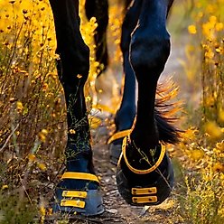 Scoot Boot Pastern Strap, Marigold, Large, 4 count