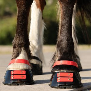 Scoot Boot Pastern Strap, Hibiscus, Large, 4 count