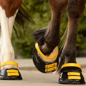 Scoot Boot Front Strap, Marigold, 6 count