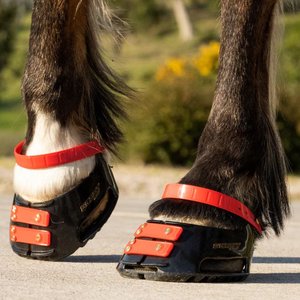 Scoot Boot Front Strap, Hibiscus, 6 count