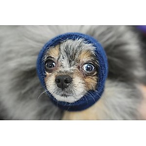 Happy Hoodie Thunder Grooming Fireworks Calming Band for Dogs & Cats, Blue, X-Small