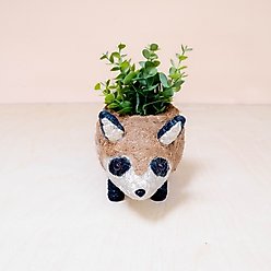 LIKHA Baby Raccoon 2.5-in Coco Coir Planter Pot, Natural Brown/White/Black, 10.6 x 4.7 x 5.7-in slide 2 of 4