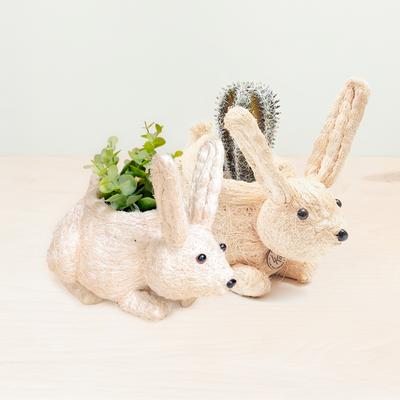 Show full view: LIKHA Bunny Coco Coir Planter Pot, 4-in slide 7 of 7