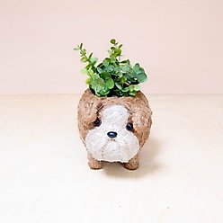 LIKHA English Bulldog Coco Coir Planter Pot, 2.5-in