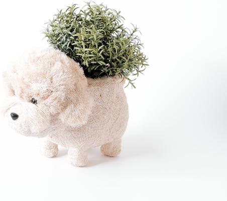 Show full view: LIKHA Poodle 4-in Coco Coir Planter Pot, White, 12 x 6 x 8-in slide 5 of 5
