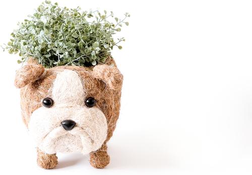 Show full view: LIKHA English Bulldog Coco Coir Planter Pot, 4-in slide 5 of 6