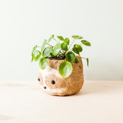 Show full view: LIKHA Sloth Coco Coir Planter Pot, Light, 6-in slide 2 of 8