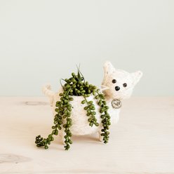 LIKHA Baby Cat 2.5-in Coco Coir Planter Pot, White, 10 x 6.5 x 8-in