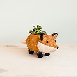 LIKHA Baby Fox 2.5-in Coco Coir Planter Pot, Orange/White/black, 14.5 x 5.5 x 6-in slide 1 of 7
