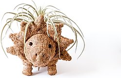 LIKHA Triceratops Coco Coir Planter Pot, 4-in slide 2 of 8