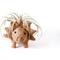 Show in main carousel: LIKHA Triceratops Coco Coir Planter Pot, 4-in slide 6 of 8