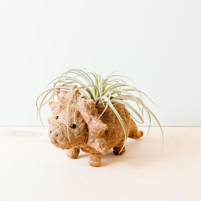 Show full view: LIKHA Triceratops Coco Coir Planter Pot, 4-in slide 2 of 8