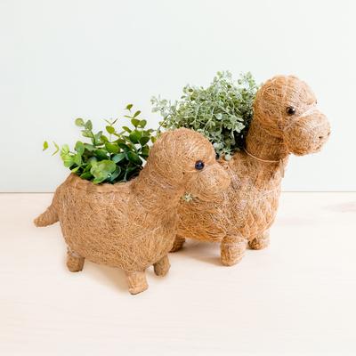 Show full view: LIKHA Brontosaurus Coco Coir Planter Pot, 4-in slide 7 of 7