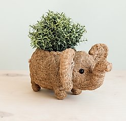 LIKHA Elephant Coco Coir Planter Pot, 4-in