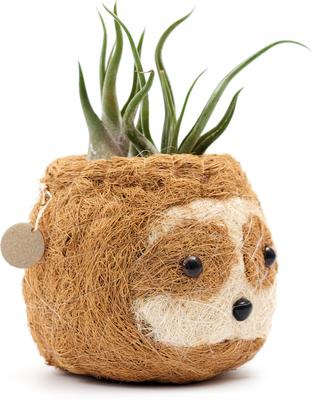 Show full view: LIKHA Sloth Coco Coir Planter Pot, Light, 2.5-in slide 6 of 9