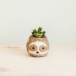 LIKHA Sloth Coco Coir Planter Pot, Light, 2.5-in