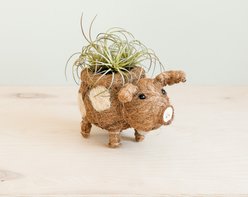 LIKHA Country Pig Coco Coir Planter Pot, 2.5-in