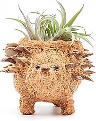 LIKHA Hedgehog Coco Coir Planter Pot, 2.5-in slide 2 of 7