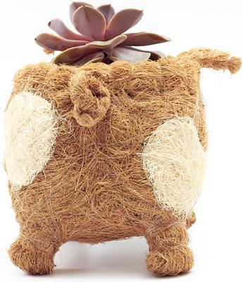 Show full view: LIKHA Country Pig Coco Coir Planter Pot, 4-in slide 6 of 7