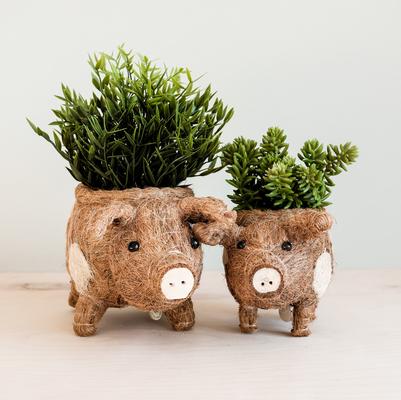 Show full view: LIKHA Country Pig Coco Coir Planter Pot, 4-in slide 7 of 7