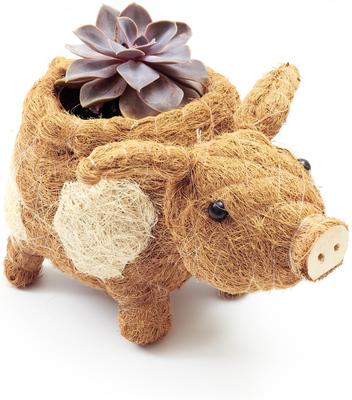 Show full view: LIKHA Country Pig Coco Coir Planter Pot, 4-in slide 4 of 7