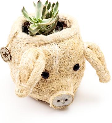 Show full view: LIKHA Mini Pig 2.5-in Plant Pot, Natural/White, 5 x 6 x 4.75-in slide 4 of 7