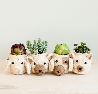 Show full view: LIKHA Mini Cat 2.5-in Plant Pot, Natural/White, 5 x 5 x 4.75-in slide 7 of 7