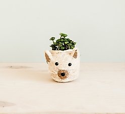 LIKHA Mini Cat 2.5-in Plant Pot, Natural/White, 5 x 5 x 4.75-in