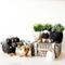 Show in main carousel: LIKHA Dachshund Coco Coir Planter Pot, 4-in slide 9 of 10