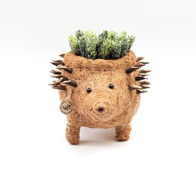 Show full view: LIKHA Hedgehog Coco Coir Planter Pot, 4-in slide 5 of 8
