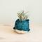Show in main carousel: LIKHA Whale Coco Coir Planter Pot, Blue/White, 4-in slide 2 of 7