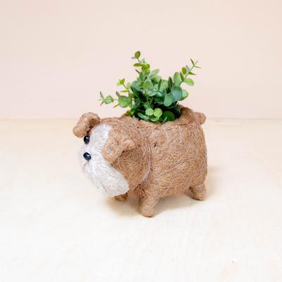 Show full view: LIKHA English Bulldog Coco Coir Planter Pot, 2.5-in slide 2 of 4
