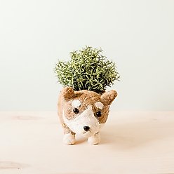 LIKHA Corgi Coco Coir Planter Pot, 4-in slide 1 of 6