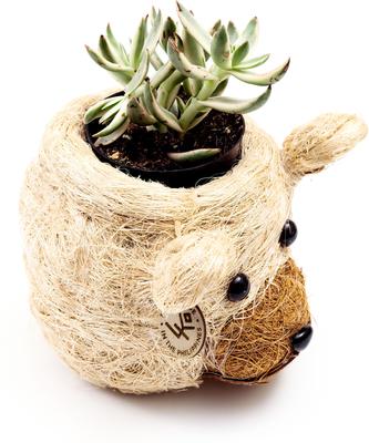 Show full view: LIKHA Mini Bear 2.5-in Plant Pot, Natural/White, 6 x 5 x 4.75-in slide 4 of 7