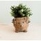 Show in main carousel: LIKHA Hedgehog Coco Coir Planter Pot, 4-in slide 2 of 8