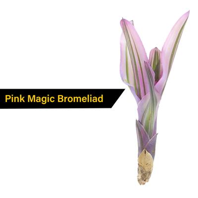 Show full view: ReptiFauna Assorted Bromeliad Reptile Plant, 12 count slide 4 of 8