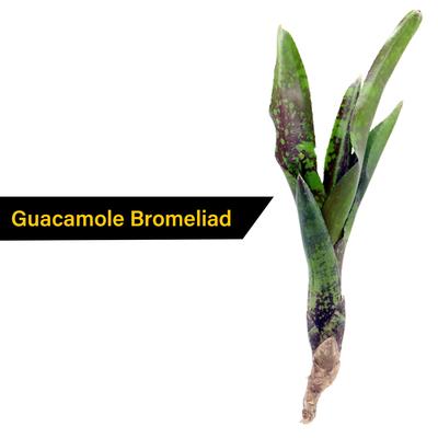 Show full view: ReptiFauna Assorted Bromeliad Reptile Plant, 12 count slide 3 of 8